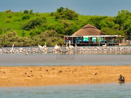 Foto de ALGUIEN SENEGAL - CIRCA ENERO, 2022. Escena de Laguna de Somone conocida por la reserva de aves, lugar de paz para el turismo en Senegal. Aigretes, pelícanos, aves en un ambiente tranquilo y manglares. - Imagen libre de derechos