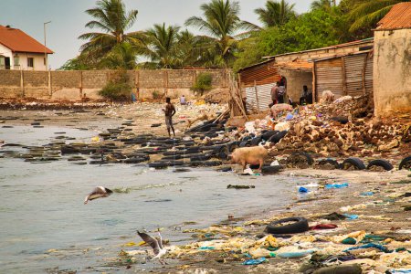 Photo for WARANG, MBOUR, SENEGAL - Circa JANUARY 20222. Beach sand of atlantic ocean with so many garbage plastic pollution in Senegal Africa. Pigs eating plastic. No place for tourism on beach to enjoy holidays - Royalty Free Image
