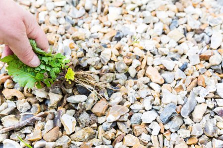 Photo for Mature woman hand taking out weeds plants from stones on floor. Authentic gardening scene in spring time. Selective focus - Royalty Free Image
