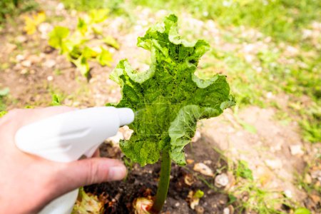 Frau Hand mit Spray auf Rhabarber-Pflanze mit vielen schwarzen Blattläusen infiziert. Verwendung von Pestiziden, hergestellt mit Wasser, grüner Seife und Essig.