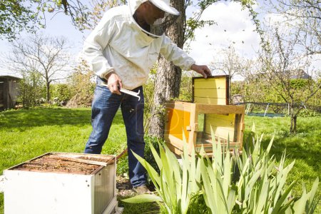 Foto de Apicultor en colmenar. El apicultor está trabajando con abejas y colmenas en el colmenar. Reacomodar una colmena, probar una colonia de varroa, cambiar la genética de una colonia. Auténtica escena de la vida en el jardín - Imagen libre de derechos