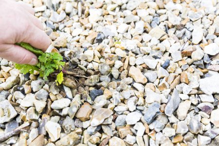 Photo for Mature woman hand taking out weeds plants from stones on floor. Authentic gardening scene in spring time. Selective focus - Royalty Free Image