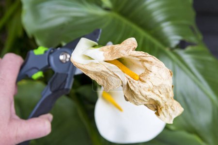 Photo for Mature woman hand using shears to cut wilted arum flower, in garden. Authentic scene in spring time - Royalty Free Image