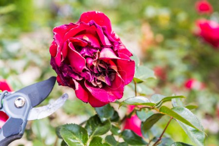 Photo for Hand using shears to cut wilted red rose flower, in garden. Authentic scene in spring time - Royalty Free Image