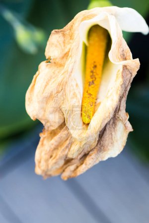 Photo for Wilted arum in garden need to be cut. Garden hobby. Close up, selective focus. - Royalty Free Image