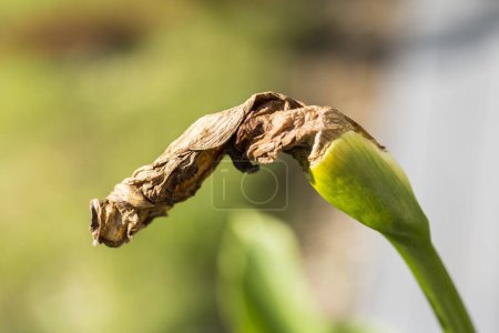 Photo for Wilted arum in garden need to be cut. Garden hobby. Close up, selective focus. - Royalty Free Image