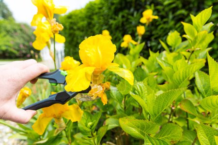 Téléchargez les photos : Lys jaune flétri dans le jardin. Main de femme avec sécateurs coupant des fleurs. Activité de jardinage passe temps - en image libre de droit