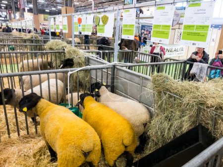 Téléchargez les photos : PARIS, FRANCE - Mars 2020. Deux courses de suffolks de moutons avec tête noire et laine jaune debout dans la boîte, gagnants de la compétition de la réunion internationale de l'agriculture à Paris, France. Couleur rare mais naturelle pour le mouton - en image libre de droit
