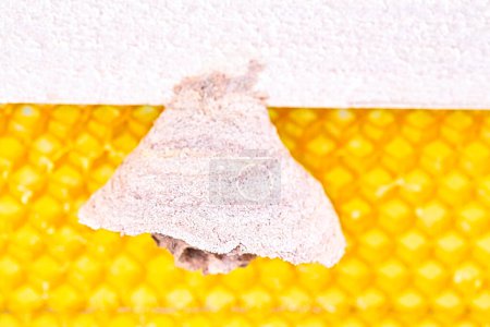 Makrobild der asiatischen Hornissen beginnen Nest auf einem neuen gelben Rahmen des Bienenstocks, verantwortlich für den Tod der Bienenvölker. Katastrophe für die Natur in Frankreich. Frontansicht