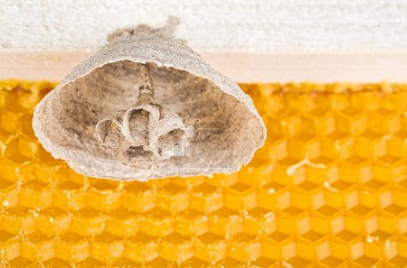 Cuadro macro de avispones asiáticos comienzan de nido en un nuevo marco amarillo de colmena, responsable de la muerte de la colonia de abejas. Desastre para la naturaleza la vida salvaje en Francia