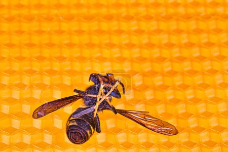 Makroaufnahme toter asiatischer Hornissen auf einem neuen gelb-orangen Bienenstockrahmen. Sie sind für den Tod von Bienenvölkern verantwortlich. Katastrophe für die Natur in Frankreich. Ansicht von oben