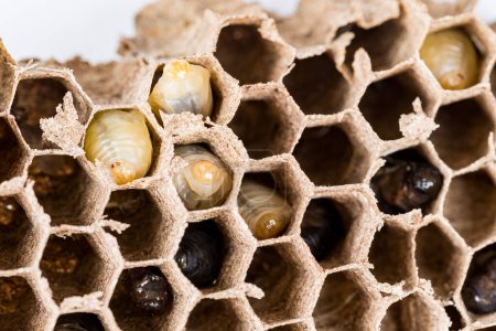 Primer plano de avispas avispas asiáticas nido de abeja macro insecto con larvas de larvas vivas y muertas. Colonia de animales venenosos. Concepto de peligro en la naturaleza
