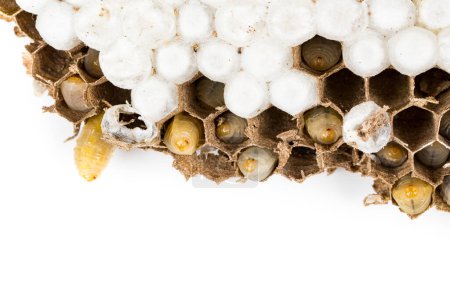 Close up of asian hornet wasp nest honeycombed insect macro with larva larvae alive and dead on white background. Poisonous venom animal colony. Concept of danger in nature