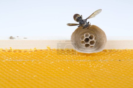 Makroaufnahme asiatischer Hornissen, die ihr Nest auf einem neuen gelben Rahmen aus Bienenstöcken beginnen, wobei eine Hornisse das Nest bildet. Sie sind für den Tod von Bienenvölkern verantwortlich. Katastrophe für die Natur in Frankreich