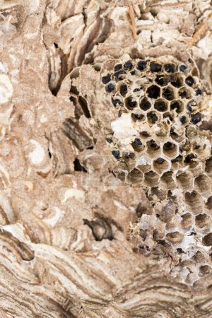 Close up of asian hornet wasp nest honeycombed insect macro with larva larvae. Poisonous venom animal colony. Concept of danger in nature