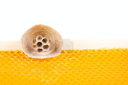 Makrobild der asiatischen Hornissen beginnen Nest auf einem neuen gelben Rahmen des Bienenstocks, verantwortlich für den Tod der Bienenvölker. Katastrophe für die Natur in Frankreich