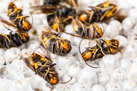 Nahaufnahme toter asiatischer Hornissenwespen auf Nestwaben-Insektenmakro. giftige Gifttierkolonie. Konzept der Gefahr in der Natur