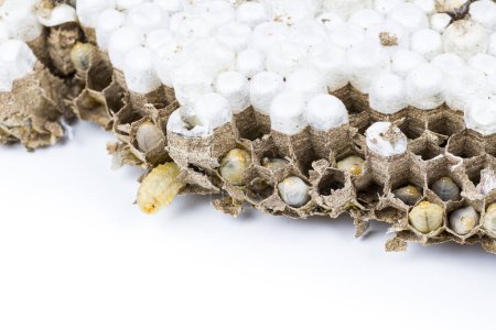 Primer plano de avispas avispas asiáticas nido de abeja macro insecto con larvas de larvas vivas y muertas sobre fondo blanco. Colonia de animales venenosos. Concepto de peligro en la naturaleza
