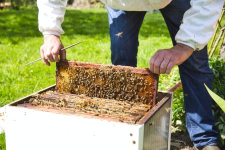 Téléchargez les photos : Portrait rapproché de l'apiculteur tenant un nid d'abeille plein d'abeilles en vêtements de travail protecteurs inspectant le cadre en nid d'abeille au rucher. Cadre avec fondation, colonie avec ouvriers pondeurs, à la recherche d'abeilles couveuses mortes. Scène authentique de la vie rurale - en image libre de droit