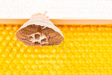 Cuadro macro de avispones asiáticos comienzan de nido en un nuevo marco amarillo de colmena, responsable de la muerte de la colonia de abejas. Desastre para la naturaleza la vida salvaje en Francia. Vista frontal
