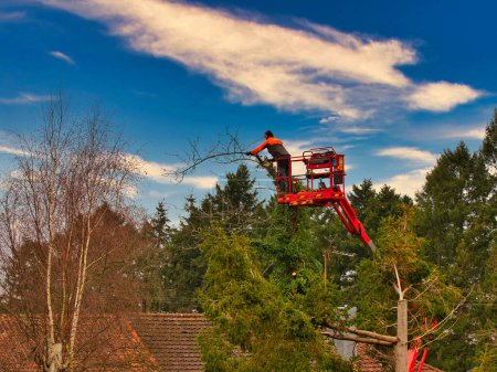 Foto de Poda no identificada en recogedor de cereza roja cortando la parte superior del árbol con motosierra con cielo azul - Imagen libre de derechos