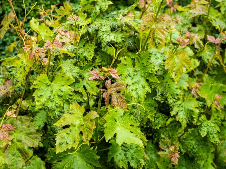 Erinosis disease on leaves of vine. Selective focus
