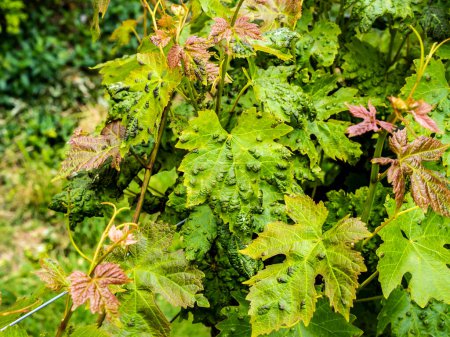 Erinosis disease on leaves of vine. Selective focus