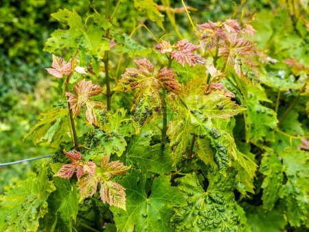 Téléchargez les photos : Erinose sur les feuilles de vigne. Concentration sélective - en image libre de droit