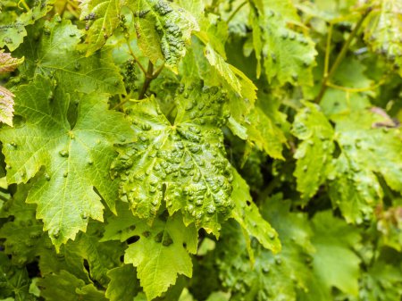 Téléchargez les photos : Erinose sur les feuilles de vigne. Concentration sélective - en image libre de droit