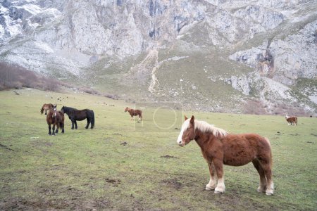 Photo for Horses pacing freely in the green meadows of picos de Europa National Park, Spain. High quality photo - Royalty Free Image