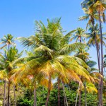 Coconut palm trees, beautiful tropical jungle background. Brite blue sky on background.