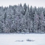 Snow coveder spurce forest Panorama. Winter scandinavian landscape . Close to duotone colors due to contrast between the frosty spruce trees, white snow foreground and sky.