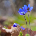Blue Anemone hepatica , first spring woods flowers. Shallow depth of field , Copy space
