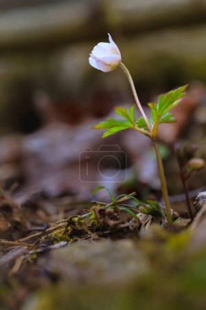 White Anemone hepatica , first spring woods flowers. Shallow depth of field, Copy space