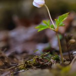 White Anemone hepatica , first spring woods flowers. Shallow depth of field, Copy space