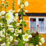 Traditional colorful hollyhock flowers on town streets of Bornholm island Denmark. Selective focus