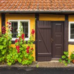Traditional town streets growed by colorful hollyhock flowers on Bornholm island Denmark.