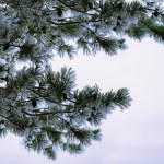 Winter fairytale: white frost on pine branches, close up