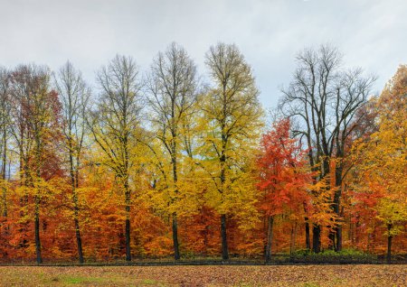 Photo for Alee with beautiful colorful autumn fall trees . Autumn yellow leaves in foreground - Royalty Free Image