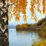 Autumn background with beautiful birch tree by the lake coast in Norway. Autumn yellow forest in background