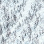 Captivating stock photo featuring a mesmerizing pattern of bare trees casting delicate silhouettes on a snow-covered mountain. The stark contrast between the skeletal branches and the pristine