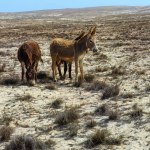 Boa Vista Buddies: Donkeys in the Desert. High quality photo