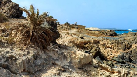 Foto de Palmera que crece en un acantilado rocoso junto al océano en Boa Vista, Cabo Verde. Foto de alta calidad - Imagen libre de derechos