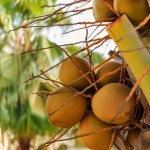 A bunch of fresh yellow coconuts on palm tree-a local culinary delight on Boa Vista , Cape Verde. High quality photo
