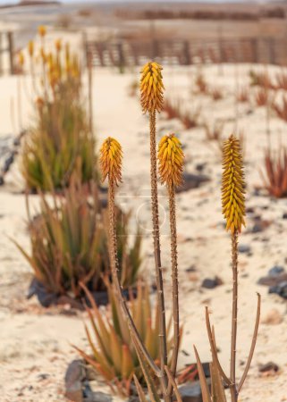 Foto de Floraciones del desierto: Aloe Vera con flores amarillas. - Imagen libre de derechos