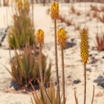 Desert Blooms: Aloe Vera with Yellow Flowers. 