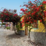 Fundo das Figueiras cobblestone street lined with colorful houses and red-flowered trees, Boa Vista. Cape Verde. High quality photo