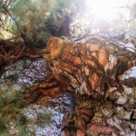 Fat pine- old pine tgree, biggest on Tenerife island, Spain. . High quality photo