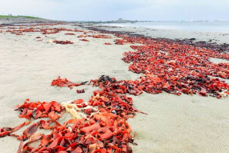 Tangle kelp, también conocido como algas algas, se lavó en la playa Lista. Suitale para artículos sobre algas marinas y flora costera. Lista playa, Noruega