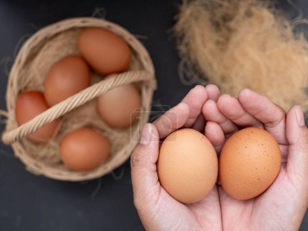 Photo for Fresh chicken eggs on nest. hands take chicken eggs from the nest. chicken coop in the village - Royalty Free Image